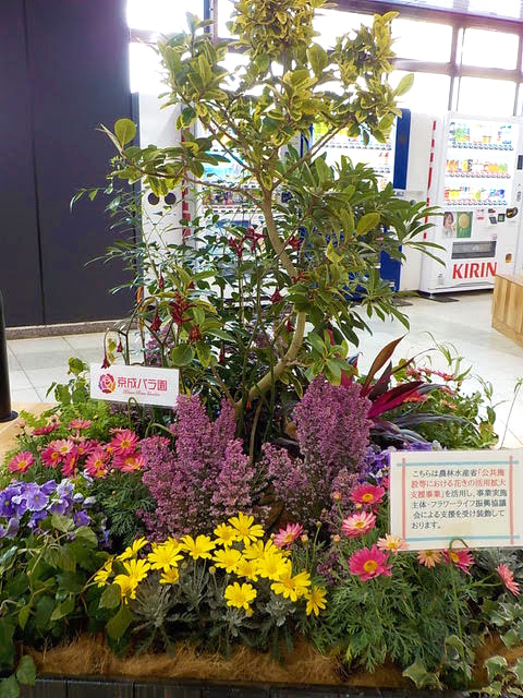 「地域の癒やしに」京成電鉄線の駅に花の彩り