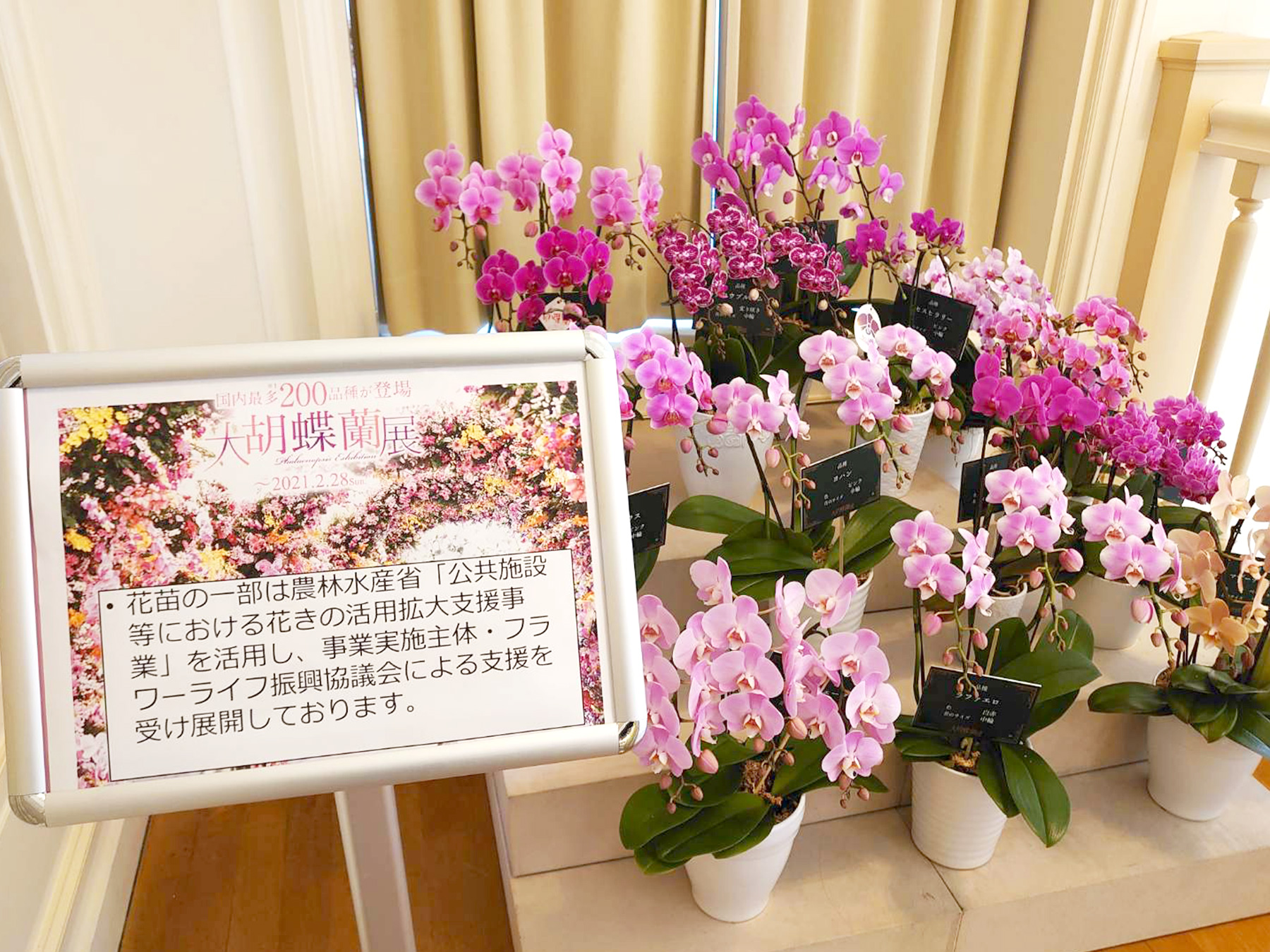 長崎・ハウステンボスを彩る「バラ」「ポインセチア」「胡蝶蘭」３つの花の特別展