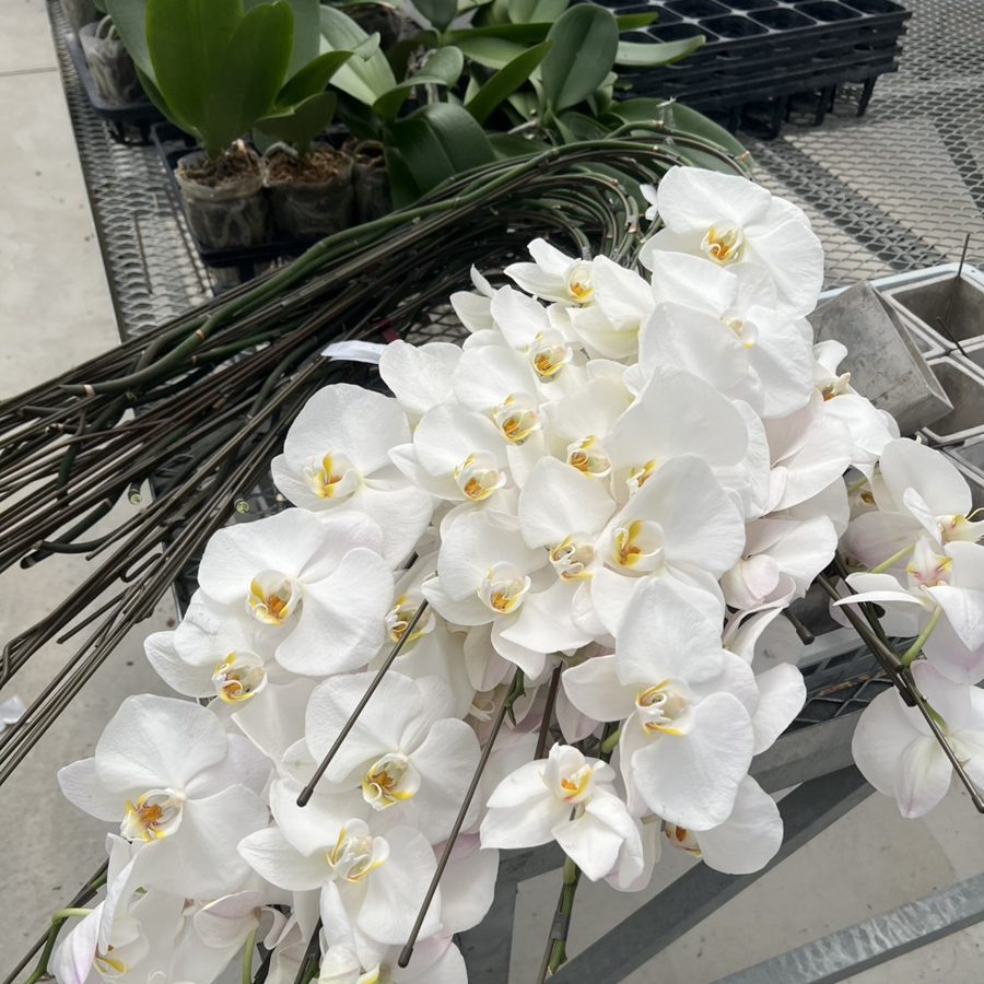 行き場を失った切り花