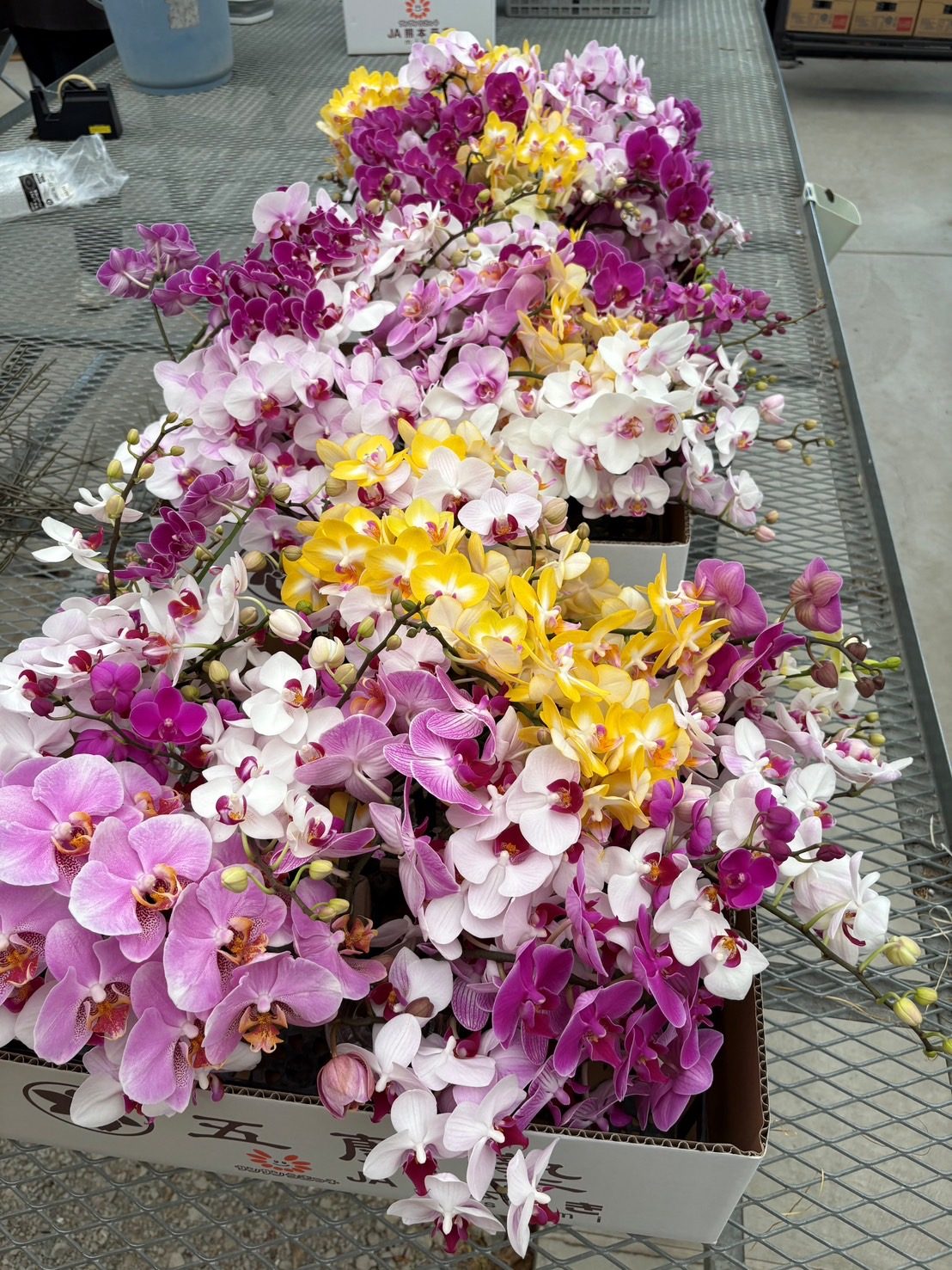 熊本の花を買う